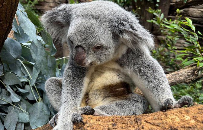 Gleich zwei Koala-Weibchen in der Wilhelma haben Nachwuchs. Die Babys sind noch im Beutel und noch nicht voll zu sehen.<span class='image-autor'>Foto: Wilhelma/Terra Australis</span>