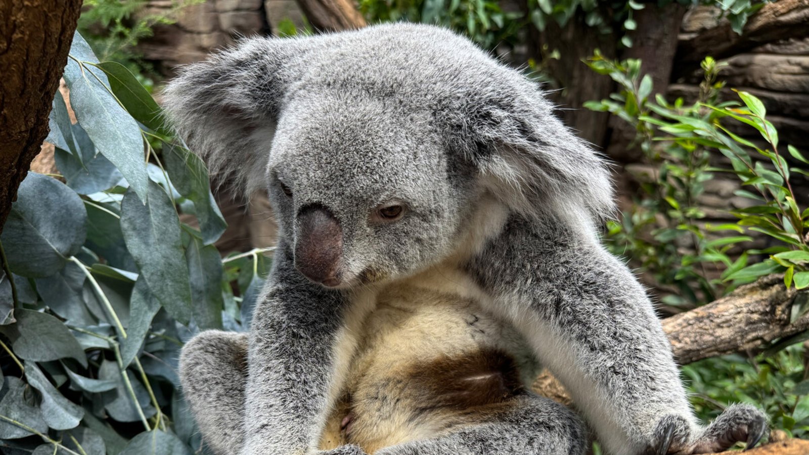 Gleich zwei Koala-Weibchen in der Wilhelma haben Nachwuchs. Die Babys sind noch im Beutel und noch nicht voll zu sehen.Foto: Wilhelma/Terra Australis