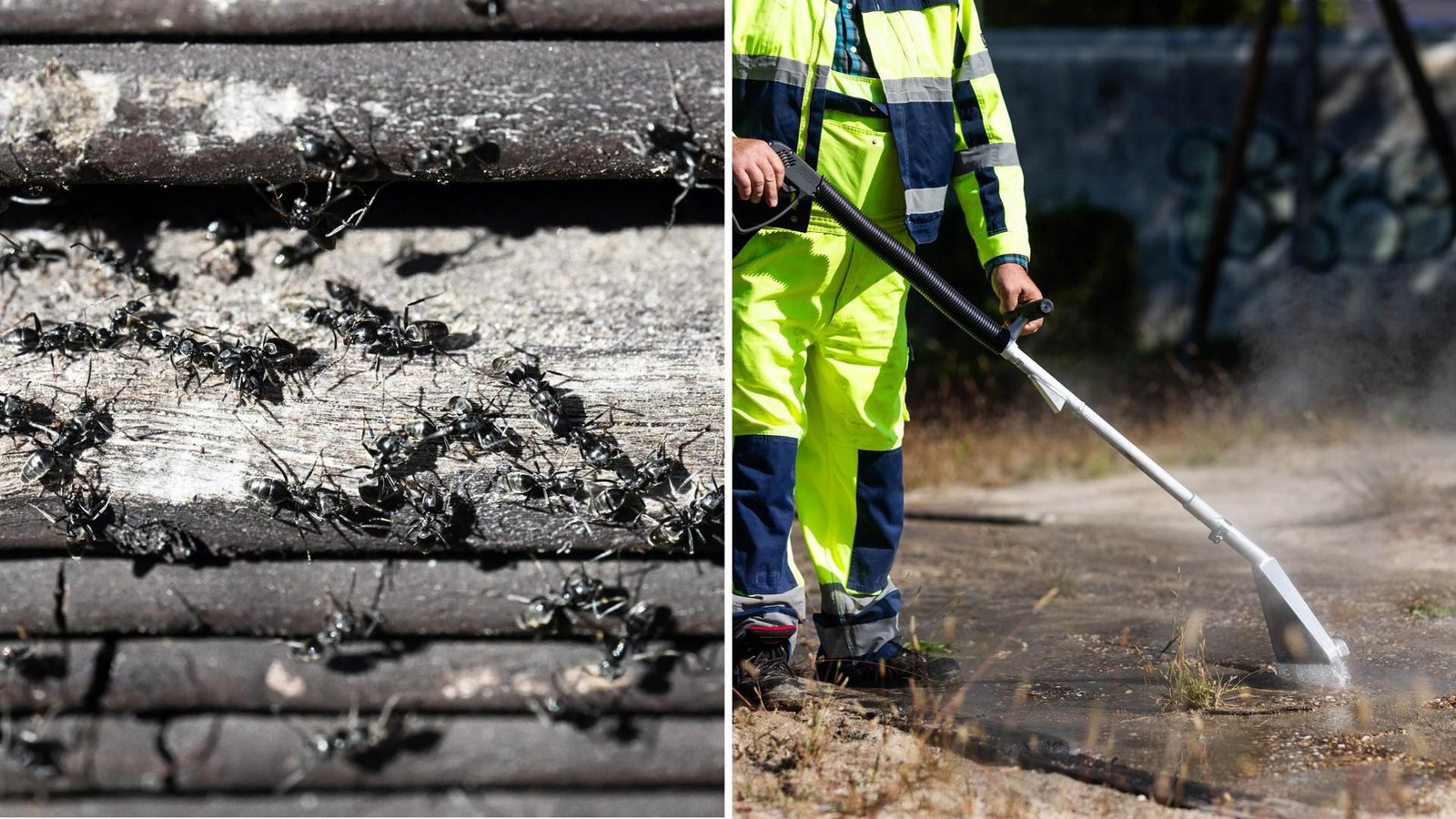 Aus immer mehr Orten in Baden-Württemberg gibt es Meldungen von Ameisenkolonien der invasiven Art „Tapinoma magnum“. Im von den Ameisen geplagten Kehl bekämpft man die Insekten mit heißem Wasser.Foto: dpa/Uli Deck, Philipp von Ditfurth Aus immer mehr Orten in Baden-Württemberg gibt es Meldungen von Ameisenkolonien der invasiven Art „Tapinoma magnum“. Im von den Ameisen geplagten Kehl bekämpft man die Insekten mit heißem Wasser.Foto: dpa/Uli Deck, Philipp von Ditfurth