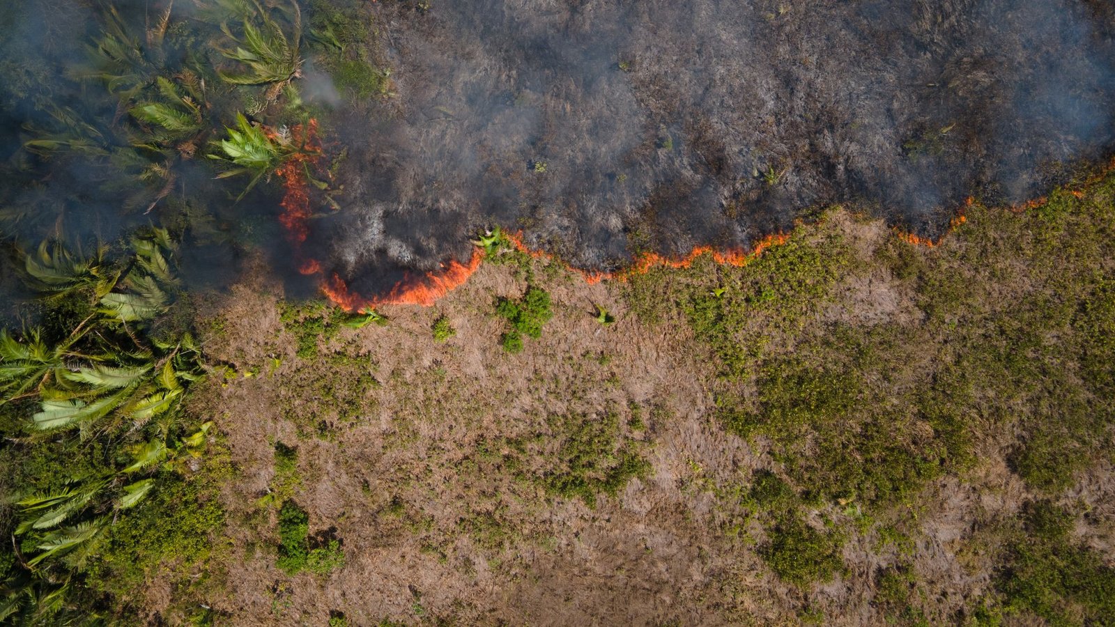 Flammen breiten sich in einem Amazonas-Gebiet aus. (Archivbild)Foto: Fernando Souza/ZUMA Press Wire/dpa
