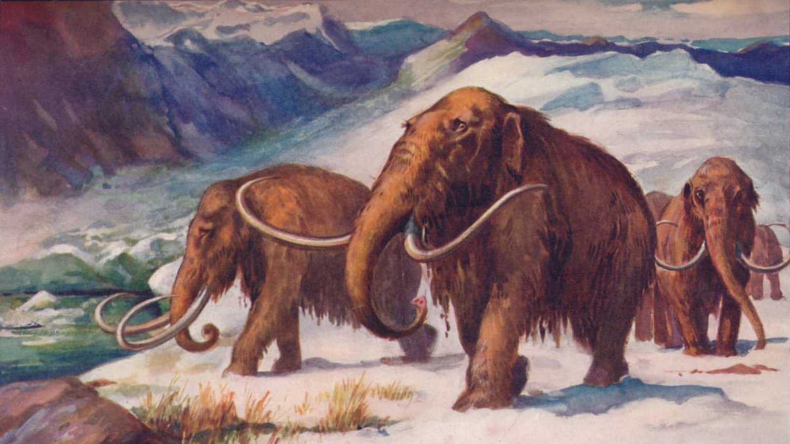 Wollhaarmammuts während der Eiszeit: Bild von Edward Frederick Skinner (1865–1924), um 1907.Imago/Heritage Images Wollhaarmammuts während der Eiszeit: Bild von Edward Frederick Skinner (1865–1924), um 1907.Imago/Heritage Images