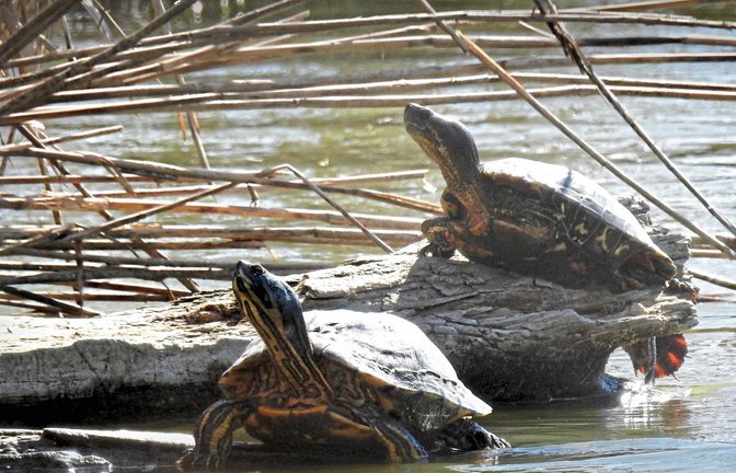 Exoten wie diese Schildkröten sind an den heimischen Gewässern inzwischen immer häufiger anzutreffen.  Foto: Schmid