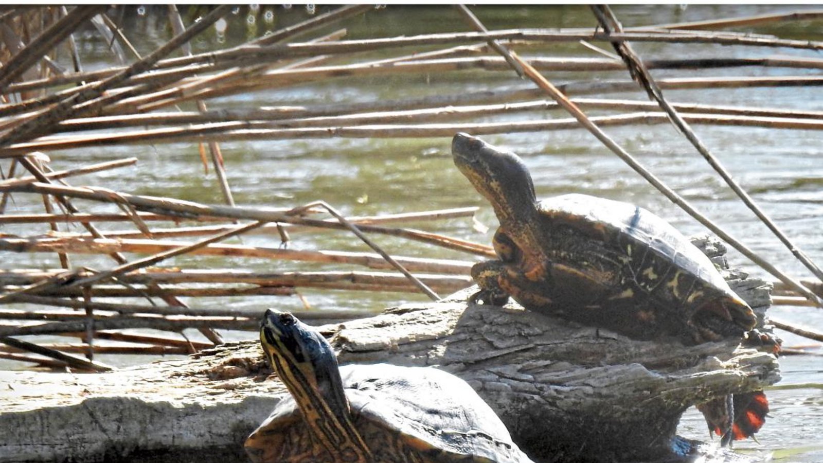 Exoten wie diese Schildkröten sind an den heimischen Gewässern inzwischen immer häufiger anzutreffen. Foto: Schmid Exoten wie diese Schildkröten sind an den heimischen Gewässern inzwischen immer häufiger anzutreffen. Foto: Schmid
