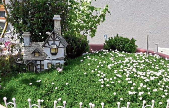 Es blüht in der Miniaturwelt in einer Blumenschale in Aurich. Foto: Rücker