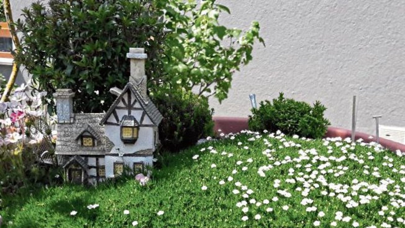 Es blüht in der Miniaturwelt in einer Blumenschale in Aurich. Foto: Rücker