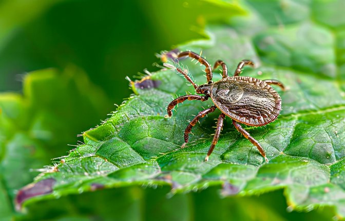 Zecken sind nicht nur ein Sommerproblem.<span class='image-autor'>Foto: MagicBloods/ Shutterstock</span>