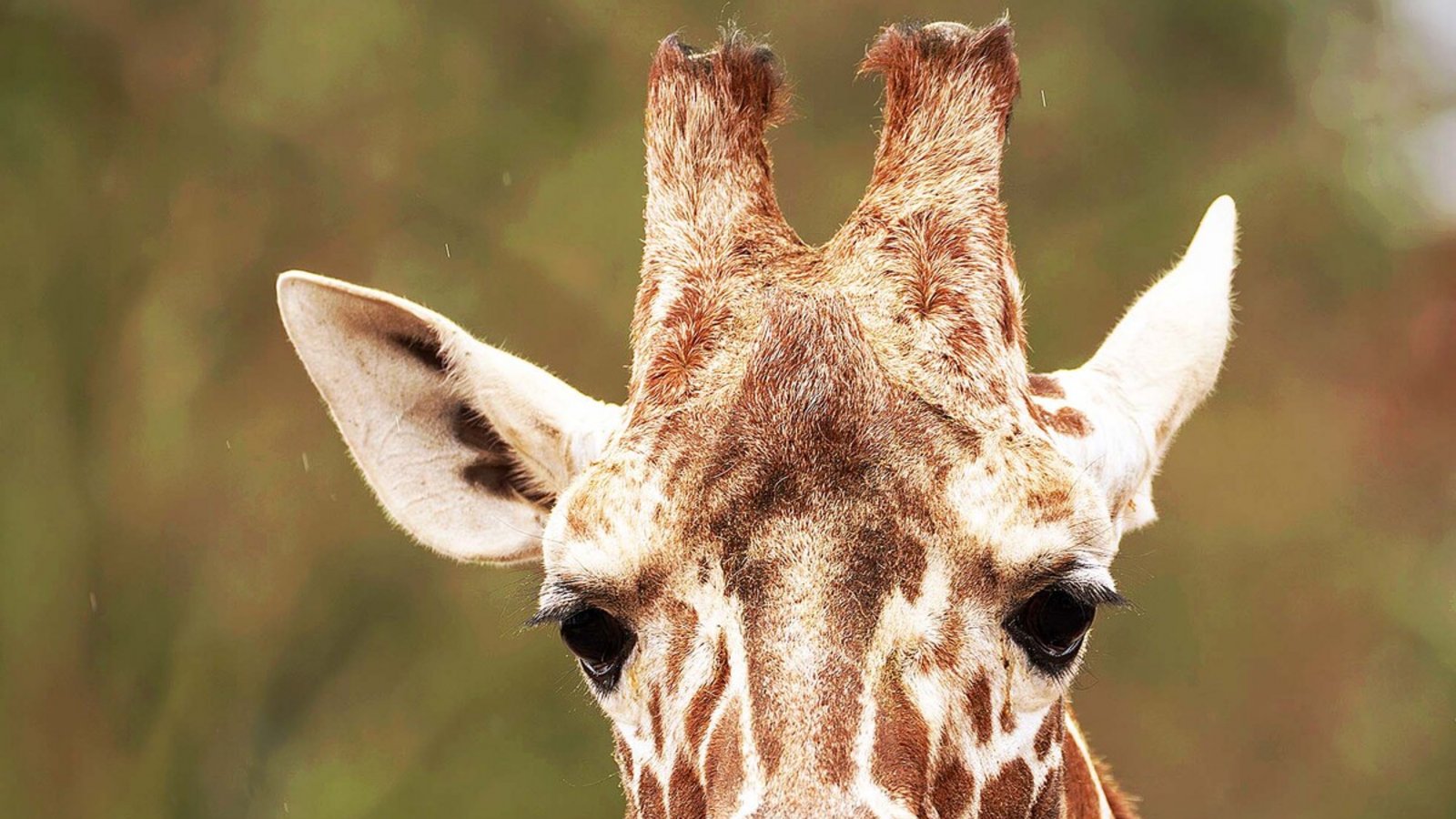 Der Giraffenbulle Tilodi ist tot.Foto: Wilhelma