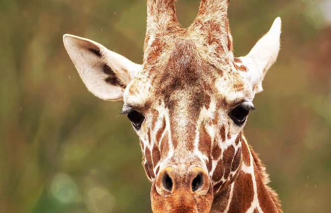 Der Giraffenbulle Tilodi ist tot.<span class='image-autor'>Foto: Wilhelma</span>