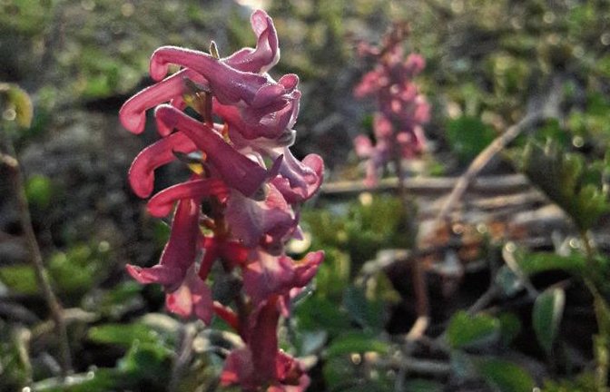 Von feuchten Standorten grüßt zurzeit der Hohle Lerchensporn.  Foto: Rücker