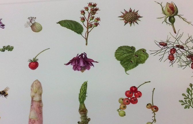 „Kurioses“ aus der Natur in Farben auf Papier festgehalten – aus dem speziellen Blickwinkel der Künstlerin. <span class='image-autor'>Fotos: Filitz</span>