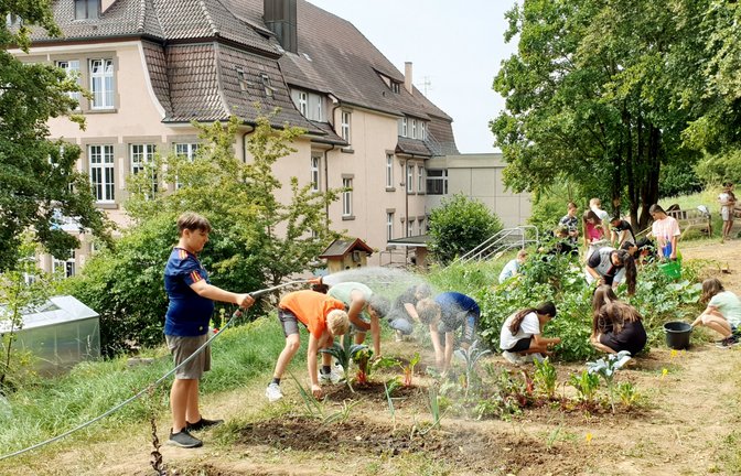 Lerngruppe 5a der Schlossbergschule bei der Arbeit im Gemüsegarten. <span class='image-autor'>Foto: p</span>