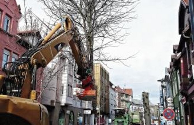 Die Bäume müssen entfernt werden. Der Reinigungsaufwand war zu groß. Foto: Kollros
