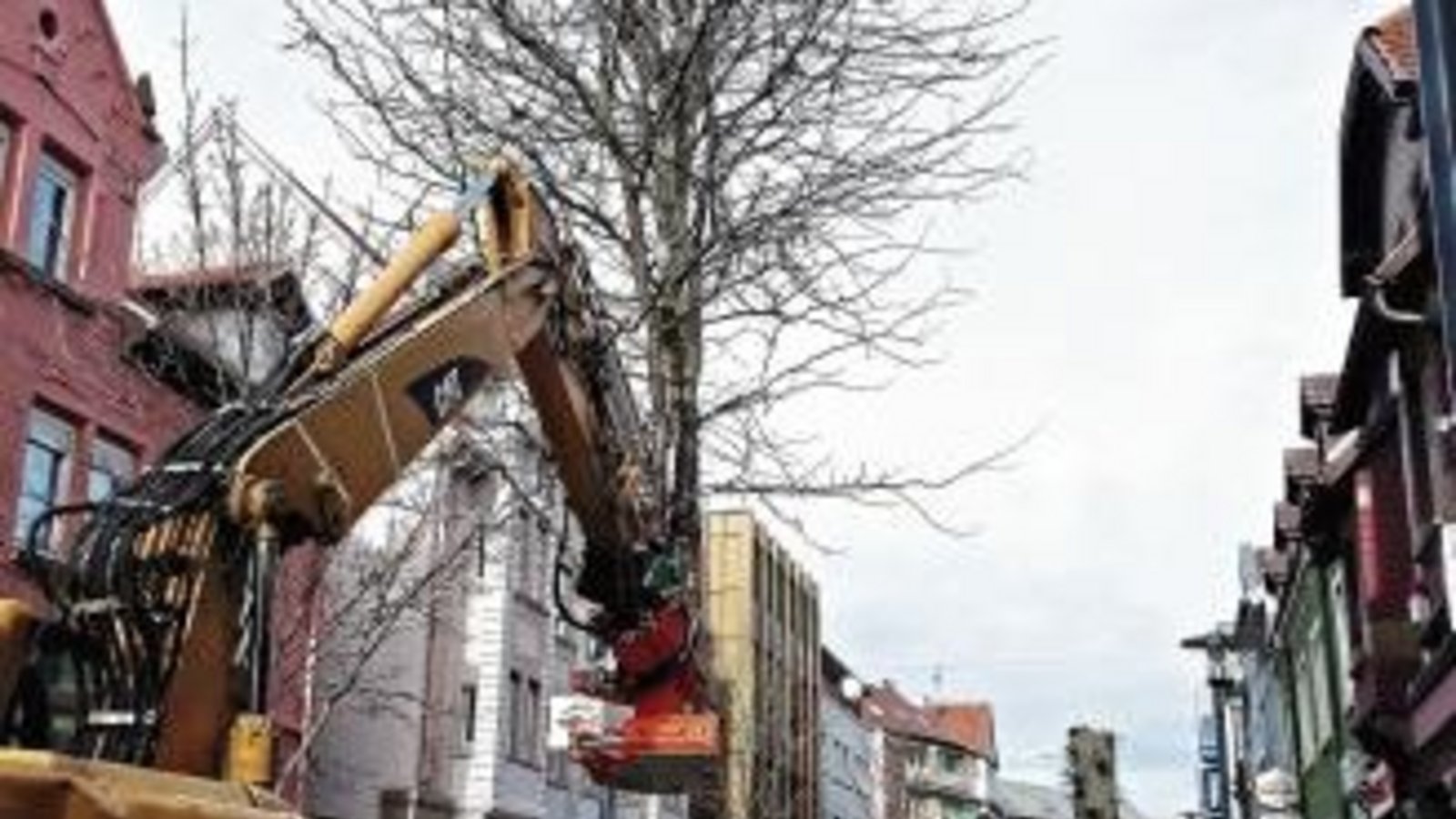 Die Bäume müssen entfernt werden. Der Reinigungsaufwand war zu groß. Foto: Kollros
