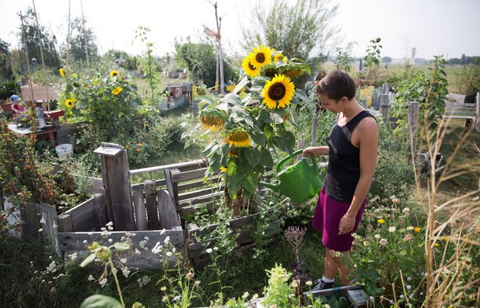 An den heißen Tagen lassen die Pflanzen im Garten oft die Köpfe hängen und der Rasen verfärbt sich mitunter.<span class='image-autor'>Foto: dpa</span>