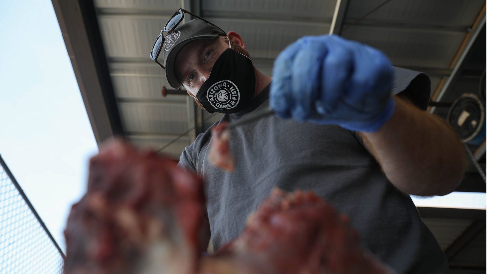 Ein Seuchenbiologe des Arizona Game and Fish Department nimmt eine Probe von einem an CWD verendeten Hirsch.Foto: Imago/USA Today Network