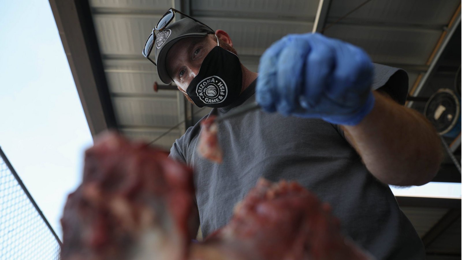 Ein Seuchenbiologe des Arizona Game and Fish Department nimmt eine Probe von einem an CWD verendeten Hirsch.Foto: Imago/USA Today Network Ein Seuchenbiologe des Arizona Game and Fish Department nimmt eine Probe von einem an CWD verendeten Hirsch.Foto: Imago/USA Today Network