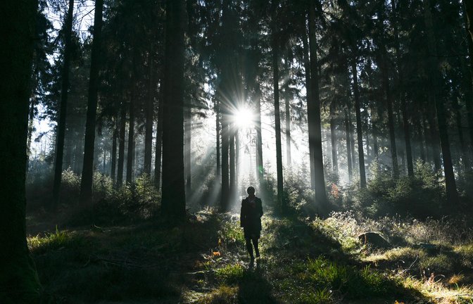 Der Klimawandel bedroht die Idylle des deutschen Waldes immer stärker.<span class='image-autor'>Foto: dpa/Arne Dedert</span>