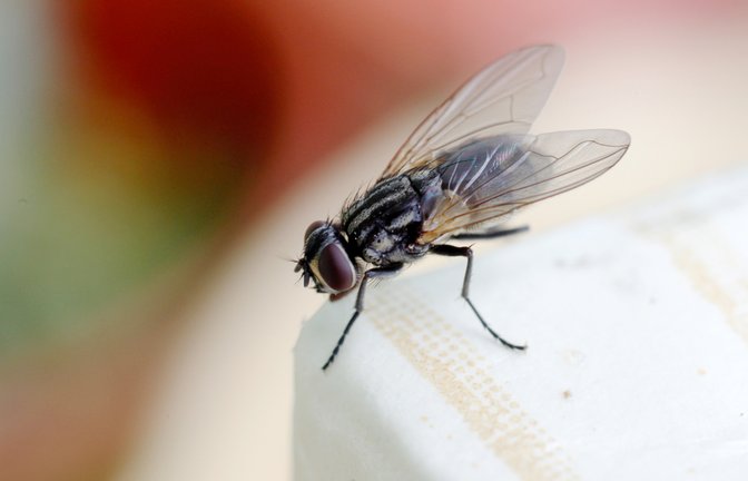 Befinden sich plötzlich viele Fliegen im Zimmer, kann dies verschiedene Gründe haben. Die häufigsten Ursachen erfahren Sie hier.<span class='image-autor'>Foto: Aleksandr Beliakov / Shuttterstock.com</span>