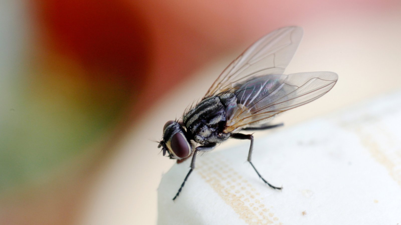 Befinden sich plötzlich viele Fliegen im Zimmer, kann dies verschiedene Gründe haben. Die häufigsten Ursachen erfahren Sie hier.Foto: Aleksandr Beliakov / Shuttterstock.com Befinden sich plötzlich viele Fliegen im Zimmer, kann dies verschiedene Gründe haben. Die häufigsten Ursachen erfahren Sie hier.Foto: Aleksandr Beliakov / Shuttterstock.com
