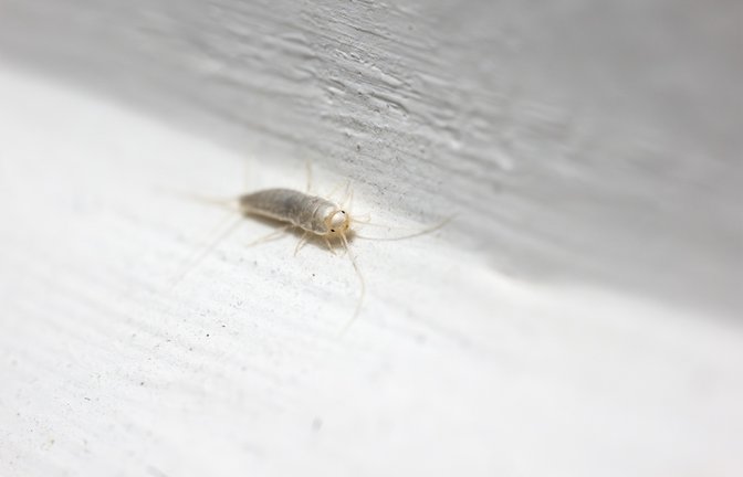 Ein Silberfisch auf der Fensterbank.<span class='image-autor'>Foto: Mino Surkala / shutterstock.com</span>