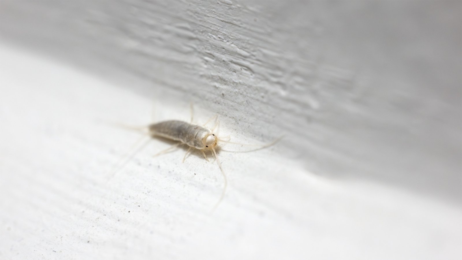 Ein Silberfisch auf der Fensterbank.Foto: Mino Surkala / shutterstock.com Ein Silberfisch auf der Fensterbank.Foto: Mino Surkala / shutterstock.com