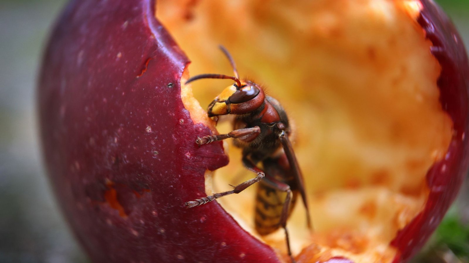 Eine Hornisse frisst an einem unter einem Apfelbaum liegenden Apfel.Foto: /Karl-Josef Hildenbrand
