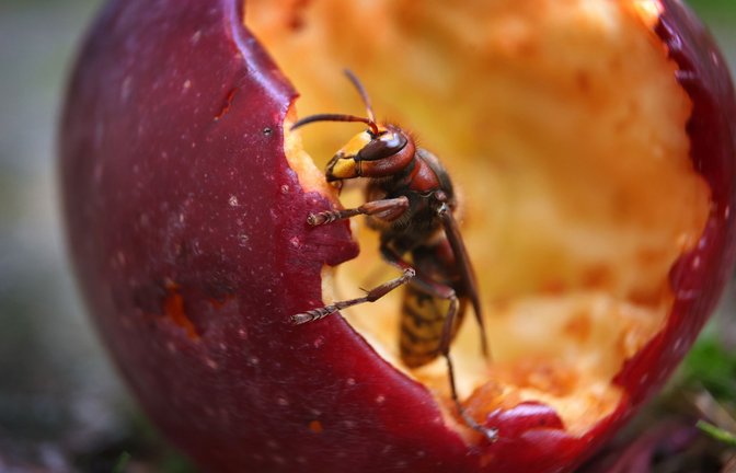 Eine Hornisse frisst an einem unter einem Apfelbaum liegenden Apfel.<span class='image-autor'>Foto: /Karl-Josef Hildenbrand</span>