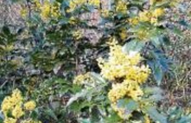 Mahonienwildwuchs in einem Wäldchen.