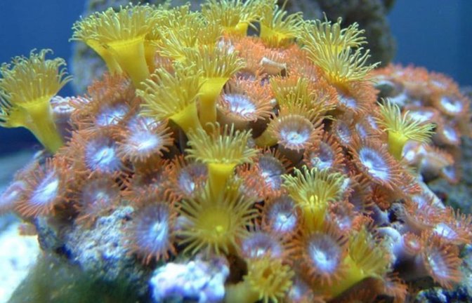 Krustenanemone (Zoanthidea): Sie trägt den Giftstoff Palytoxin in sich. Schon 0,01 Milligramm können einen Menschen töten. Der Tod ist qualvoll und von starkem Erbrechen, Schüttelfrost und Lähmung der Muskeln begleitet.<span class='image-autor'>W/kipedia commons/Rtcpenguin</span>
