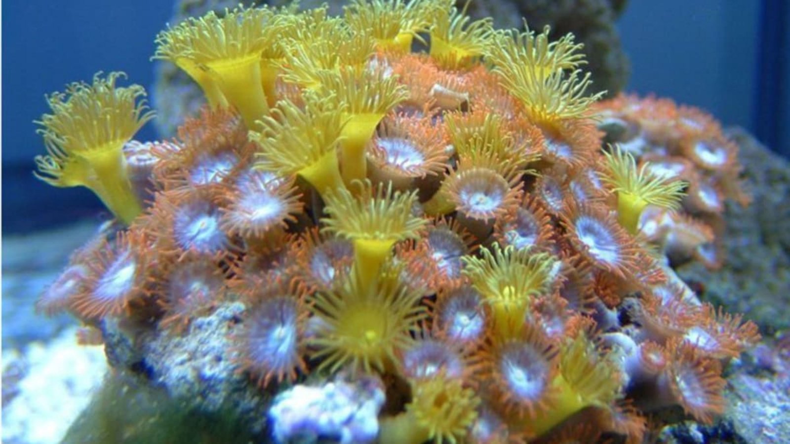 Krustenanemone (Zoanthidea): Sie trägt den Giftstoff Palytoxin in sich. Schon 0,01 Milligramm können einen Menschen töten. Der Tod ist qualvoll und von starkem Erbrechen, Schüttelfrost und Lähmung der Muskeln begleitet.W/kipedia commons/Rtcpenguin Krustenanemone (Zoanthidea): Sie trägt den Giftstoff Palytoxin in sich. Schon 0,01 Milligramm können einen Menschen töten. Der Tod ist qualvoll und von starkem Erbrechen, Schüttelfrost und Lähmung der Muskeln begleitet.W/kipedia commons/Rtcpenguin
