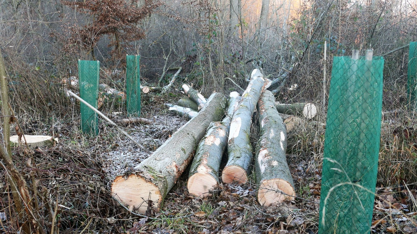 2026 sollen rund 5840 Festmeter Holz eingeschlagen werden. Archivfoto: VKZ/Küppers