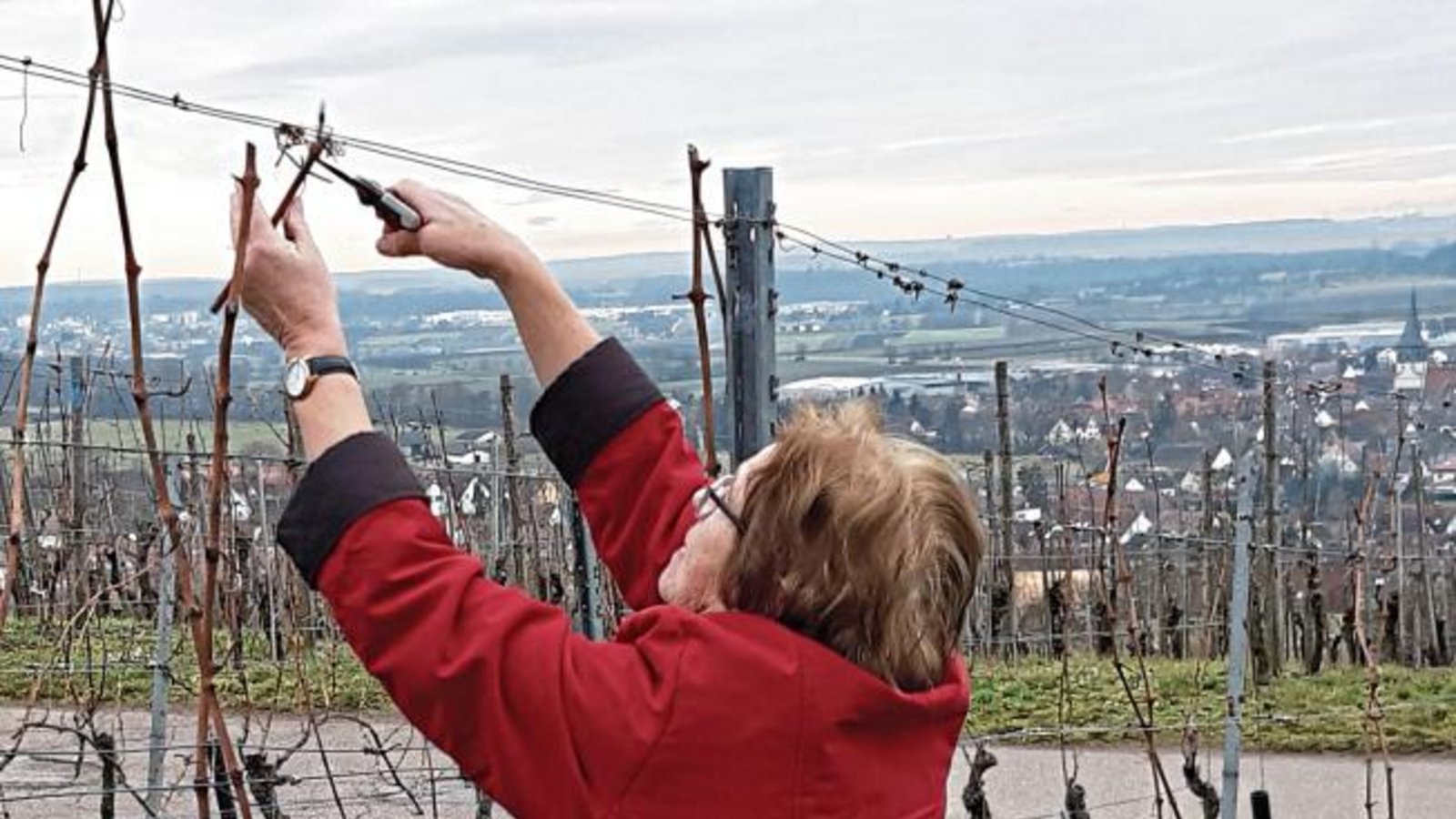 In den Weinbergen beginnen mit dem Rebenschnitt bereits die ersten Arbeiten des Jahres – so gesehen von unserer Leserin Gudrun Kraft von Hausen im Gewann Eppental bei Horrheim. In den Weinbergen beginnen mit dem Rebenschnitt bereits die ersten Arbeiten des Jahres – so gesehen von unserer Leserin Gudrun Kraft von Hausen im Gewann Eppental bei Horrheim.