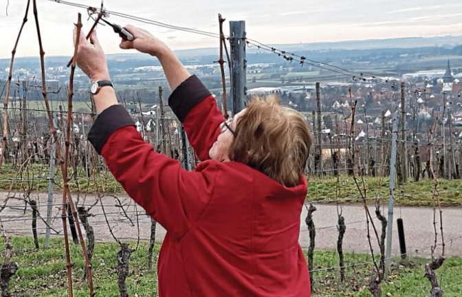 In den Weinbergen beginnen mit dem Rebenschnitt bereits die ersten Arbeiten des Jahres – so gesehen von unserer Leserin Gudrun Kraft von Hausen im Gewann Eppental bei Horrheim.