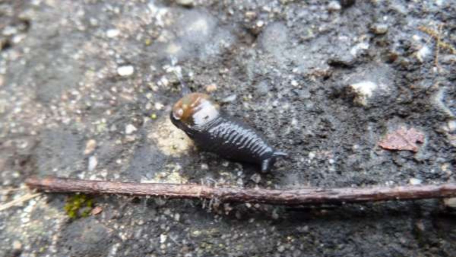 Da kriecht sie hin, die Ohrförmige Glasschnecke. Foto: Rücker Da kriecht sie hin, die Ohrförmige Glasschnecke. Foto: Rücker