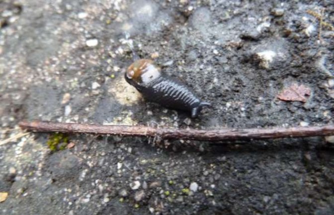 Da kriecht sie hin, die Ohrförmige Glasschnecke. Foto: Rücker