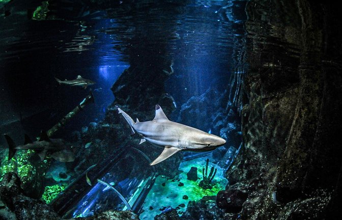 Schwarzspitzen-Riffhaie im Sealife Oberhausen: Sie lieferten die Zähne, an denen die Untersuchungen in der Studie durchgeführt wurden.<span class='image-autor'>Foto: Maximilian Baum</span>