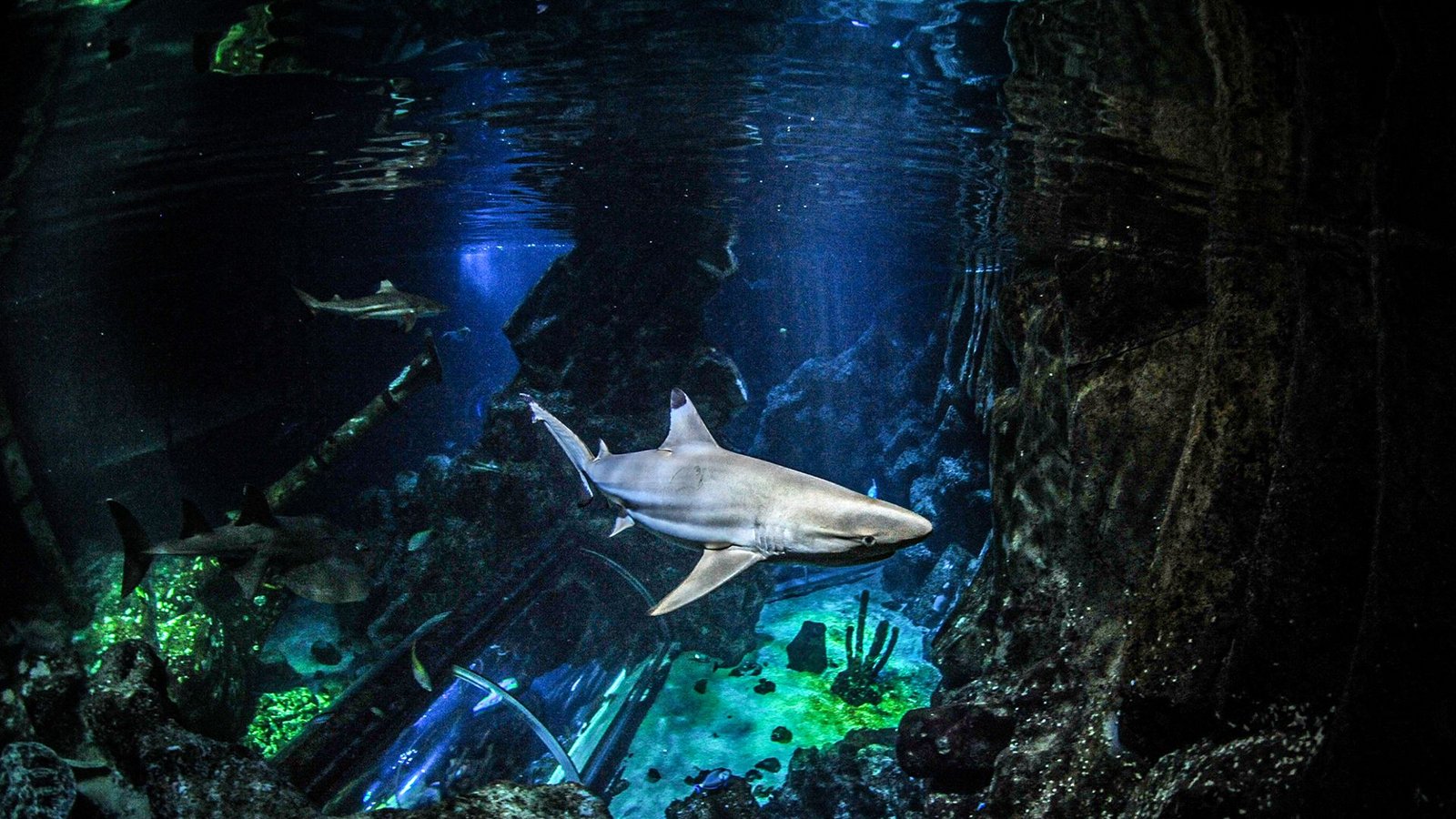 Schwarzspitzen-Riffhaie im Sealife Oberhausen: Sie lieferten die Zähne, an denen die Untersuchungen in der Studie durchgeführt wurden.Foto: Maximilian Baum Schwarzspitzen-Riffhaie im Sealife Oberhausen: Sie lieferten die Zähne, an denen die Untersuchungen in der Studie durchgeführt wurden.Foto: Maximilian Baum