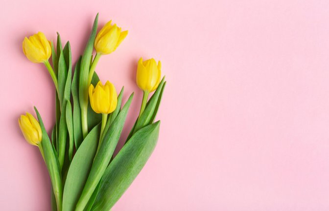 Erfahren Sie, warum Tulpen ihre Köpfe hängen lassen, wie Sie sie wieder aufrichten können und welche Tricks helfen, die Blumen länger frisch zu halten.<span class='image-autor'>Foto: Korovina Anastasia / Shutterstock.com</span>