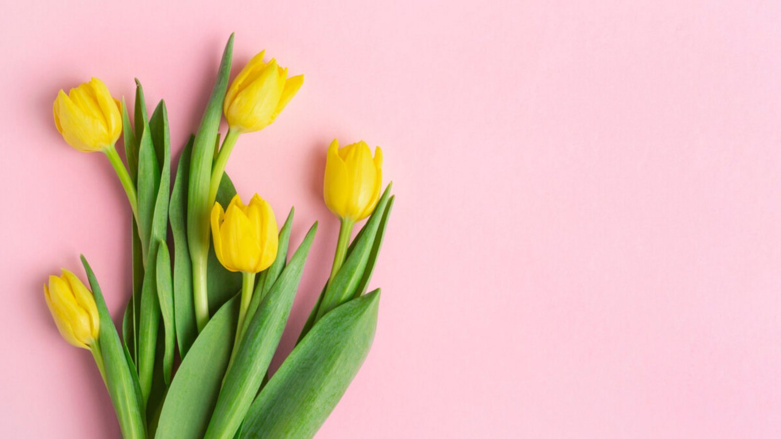 Erfahren Sie, warum Tulpen ihre Köpfe hängen lassen, wie Sie sie wieder aufrichten können und welche Tricks helfen, die Blumen länger frisch zu halten.Foto: Korovina Anastasia / Shutterstock.com Erfahren Sie, warum Tulpen ihre Köpfe hängen lassen, wie Sie sie wieder aufrichten können und welche Tricks helfen, die Blumen länger frisch zu halten.Foto: Korovina Anastasia / Shutterstock.com
