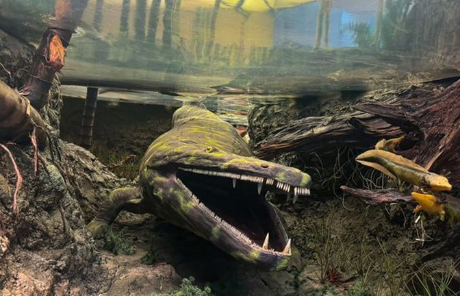 Rekonstruktion eines Panzerlurchs in seinem natürlichen Lebensraum in den Keupersümpfen der Trias im Stuttgarter Naturkundemuseum Museum am Löwentor.<span class='image-autor'>Foto: SMNS</span>