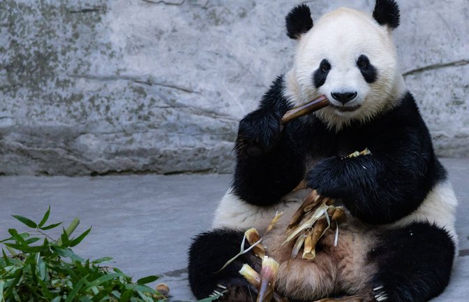 Der Bestand von Großen Pandabären in der Wildnis wird auf unter 2000 Tiere geschätzt. Die bis zu etwa 180 Zentimeter großen und 120 Kilogramm schweren Bären ernähren sich fast ausschließlich von Bambus.<span class='image-autor'>Foto: Imago/CFoto</span>