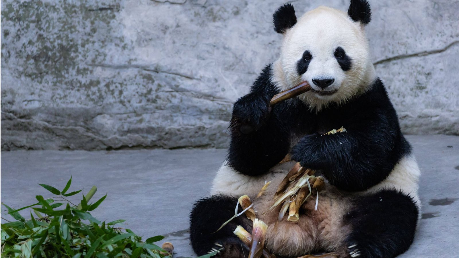 Der Bestand von Großen Pandabären in der Wildnis wird auf unter 2000 Tiere geschätzt. Die bis zu etwa 180 Zentimeter großen und 120 Kilogramm schweren Bären ernähren sich fast ausschließlich von Bambus.Foto: Imago/CFoto