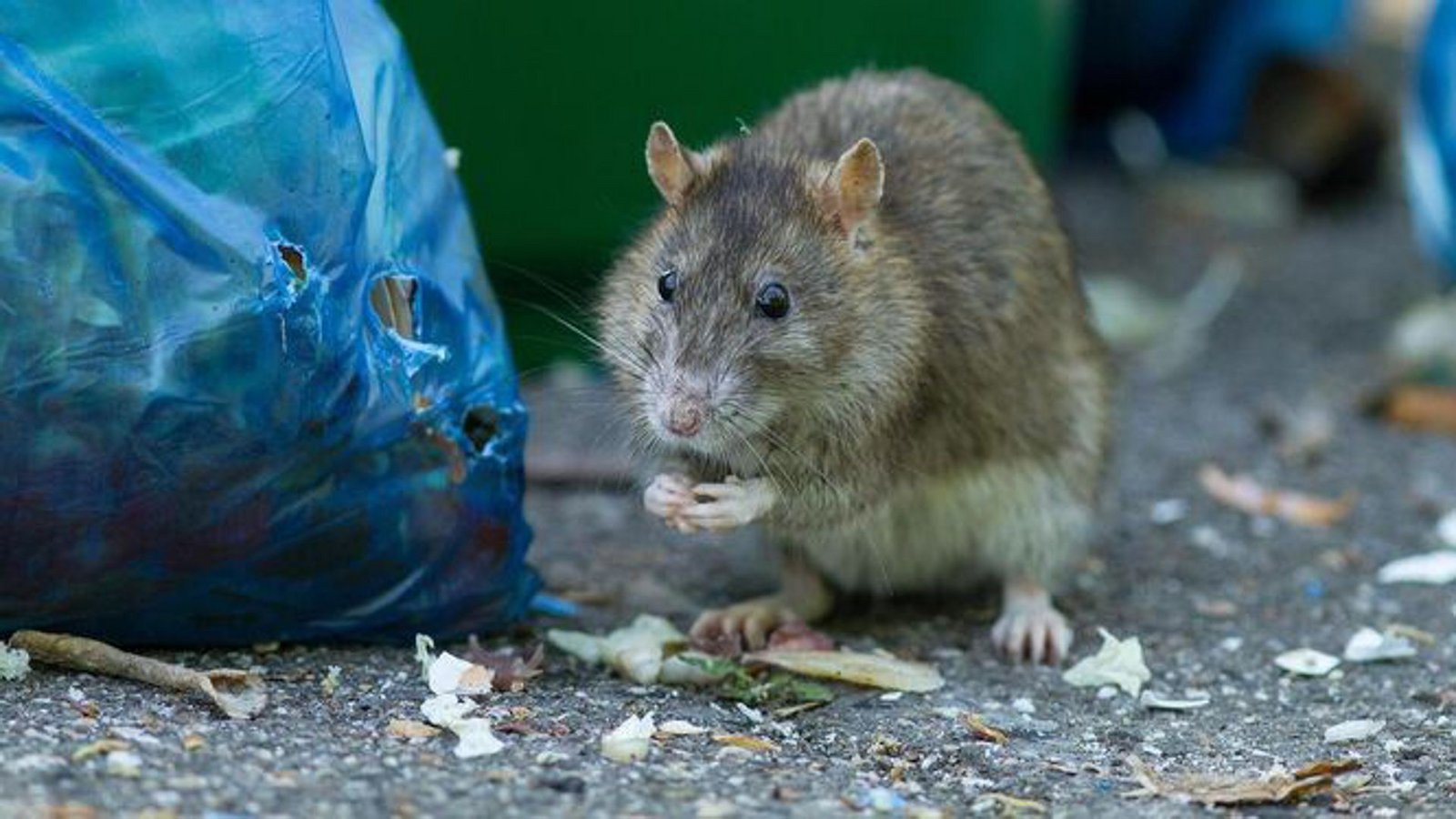 Ratten lieben Biomüll – einige Städte schaffen daher die blauen Beutel ab.Foto: asd Ratten lieben Biomüll – einige Städte schaffen daher die blauen Beutel ab.Foto: asd