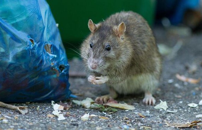 Ratten lieben Biomüll – einige Städte schaffen daher die blauen Beutel ab.<span class='image-autor'>Foto: asd</span>