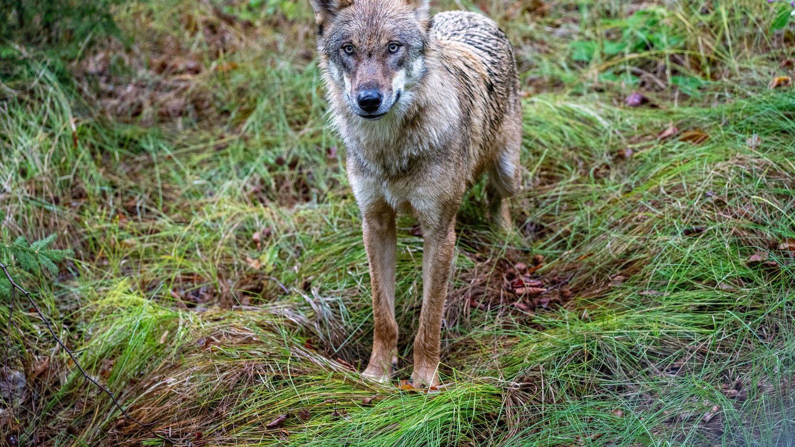 Wölfe sind nun jagdbare Tiere. (Archivbild)Foto: Armin Weigel/dpa