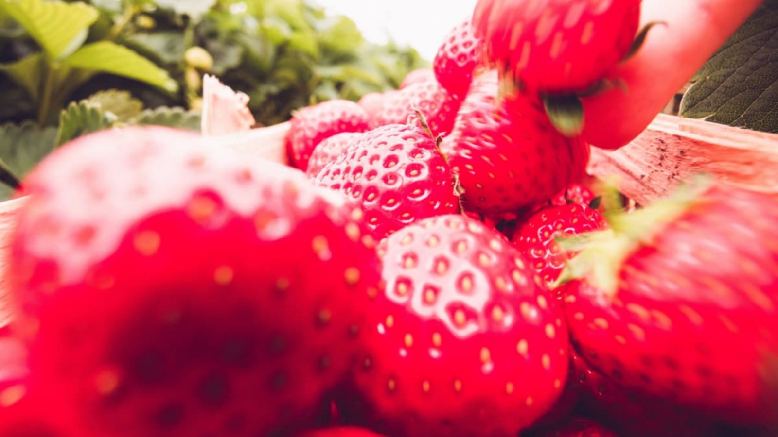 Über die Hände können bei der Ernte Viren auf die Beeren gelangen.IMAGO/Mario Aurich Über die Hände können bei der Ernte Viren auf die Beeren gelangen.IMAGO/Mario Aurich