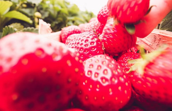 Über die Hände können bei der Ernte Viren auf die Beeren gelangen.<span class='image-autor'>IMAGO/Mario Aurich</span>