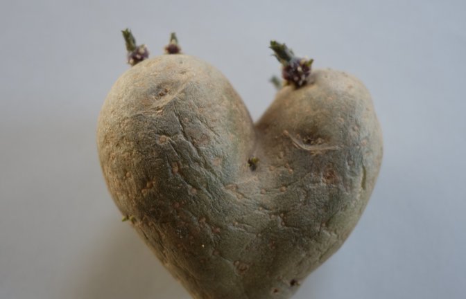 Huch, bildet eine Kartoffel auch Herzkranzgefäße aus?  <span class='image-autor'>Foto: Rücker</span>