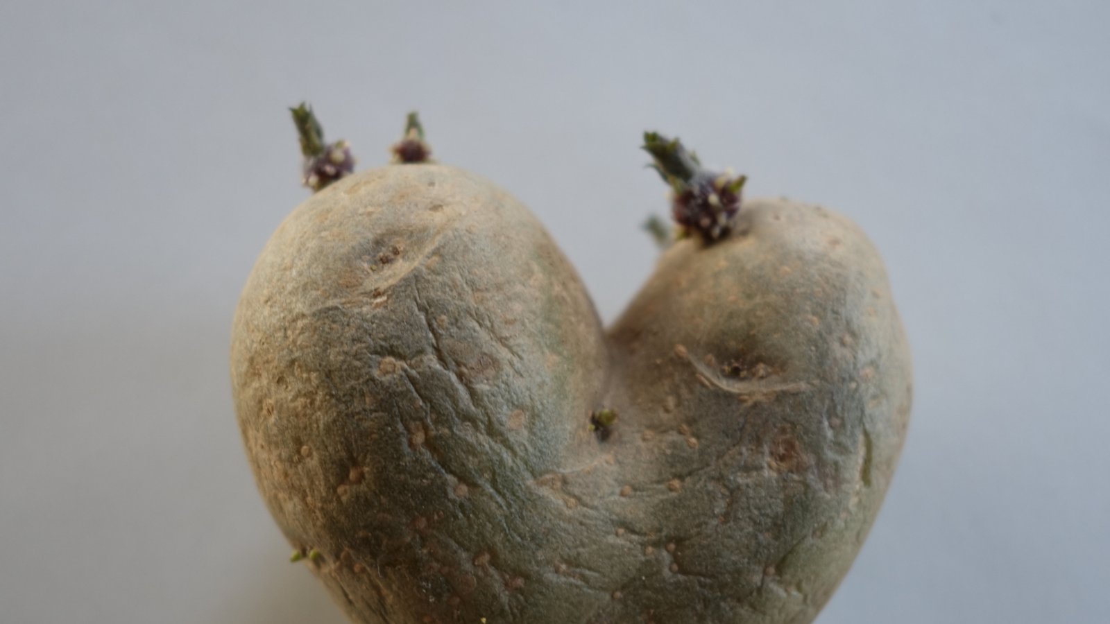 Huch, bildet eine Kartoffel auch Herzkranzgefäße aus?  Foto: Rücker