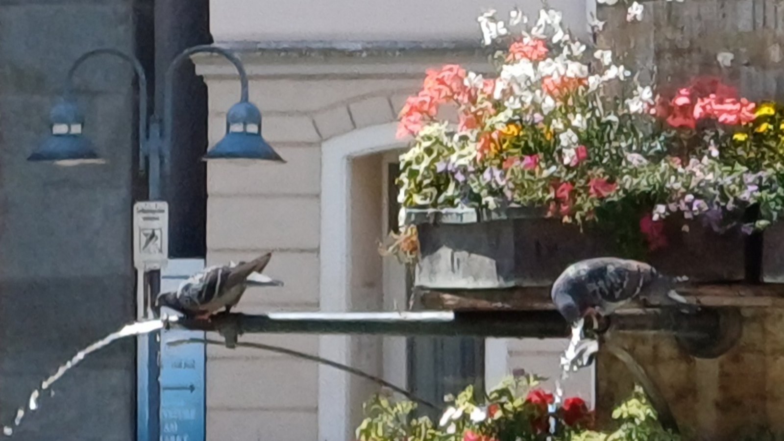 Neue Disziplin bei sommerlicher Hitze: Synchrontrinken der Tauben am Vaihinger Marktplatzbrunnen.  Foto: Rücker